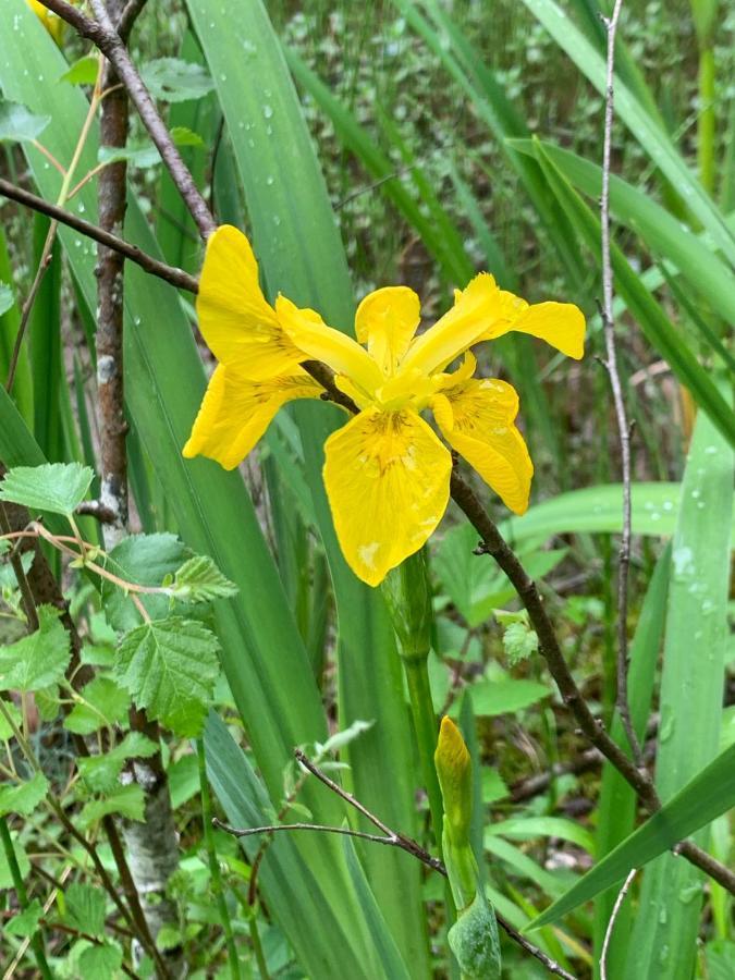 Kabin In The Woods Llandybie エクステリア 写真