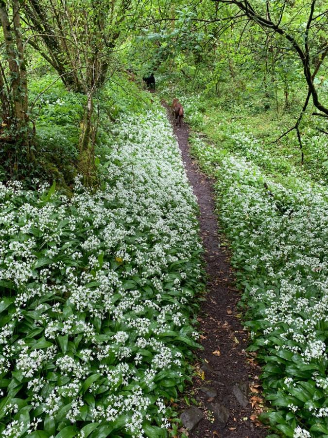 Kabin In The Woods Llandybie エクステリア 写真