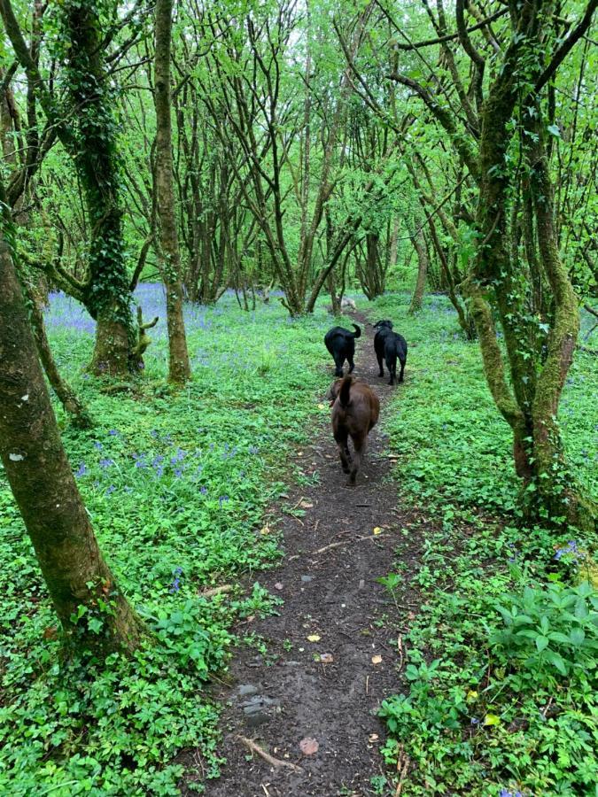 Kabin In The Woods Llandybie エクステリア 写真