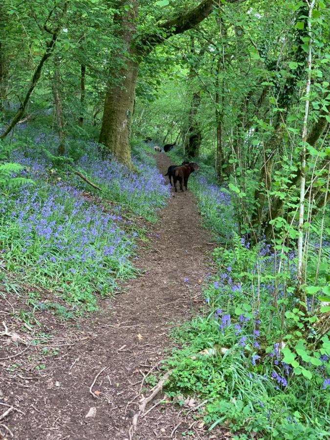 Kabin In The Woods Llandybie エクステリア 写真