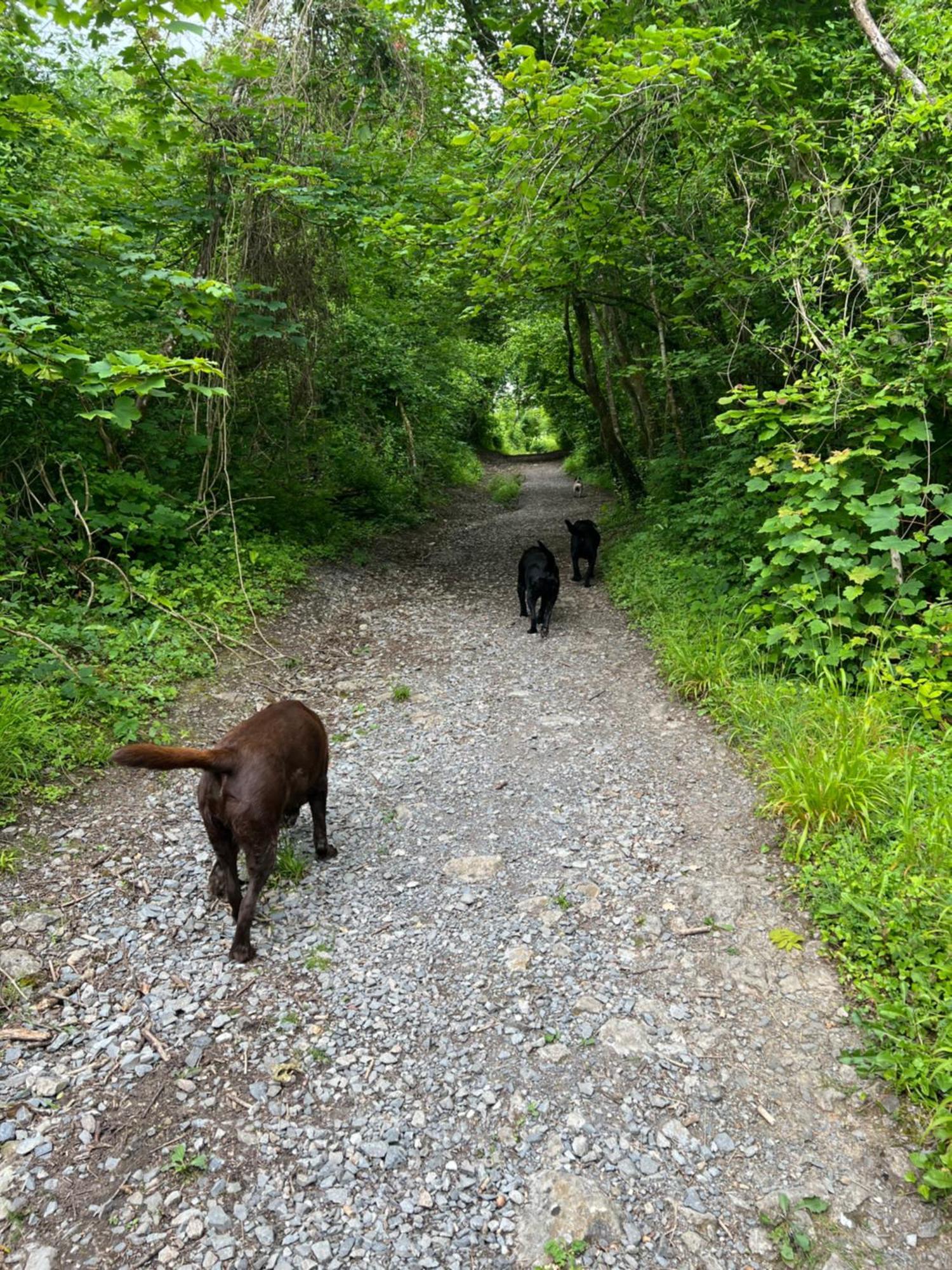Kabin In The Woods Llandybie エクステリア 写真